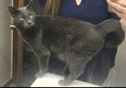 Lost Male Cat last seen Barnes and Oro Blanco Otero Park, Colorado Springs, CO 80917