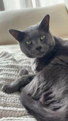 Reunited Male Cat last seen Last seen: Cantabria s (Cantabria Trail), near 1st Ave E, 48th St Ct E, and I-75 in Bradenton, FL 34208. Also near Blue Heron. , Bradenton, FL 34208