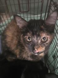 Shelter Stray Female Cat last seen , 957 N Gaffey St, San Pedro, CA 90731, USA