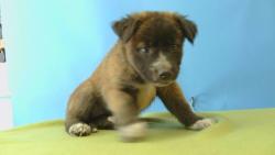 Shelter Stray Female Dog last seen , 216 W Victoria St, Gardena, CA 90248, USA