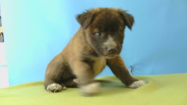 Shelter Stray Female Dog last seen , 216 W Victoria St, Gardena, CA 90248, USA