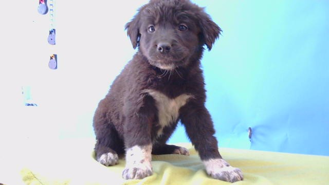 Shelter Stray Female Dog last seen , 216 W Victoria St, Gardena, CA 90248, USA