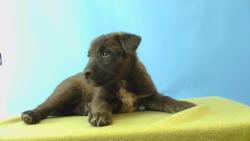 Shelter Stray Female Dog last seen , 216 W Victoria St, Gardena, CA 90248, USA