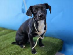 Shelter Stray Male Dog last seen , 216 W Victoria St, Gardena, CA 90248, USA