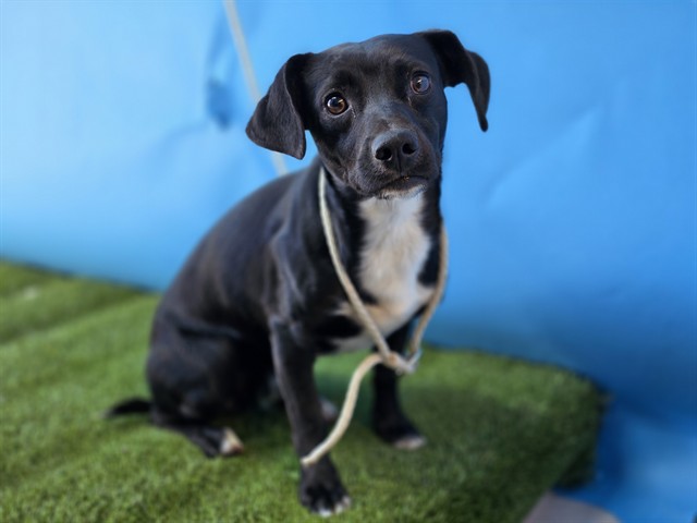 Shelter Stray Male Dog last seen , 216 W Victoria St, Gardena, CA 90248, USA