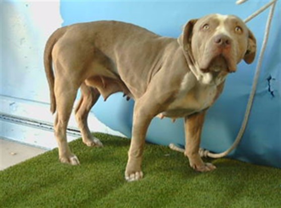 Shelter Stray Female Dog last seen , 216 W Victoria St, Gardena, CA 90248, USA