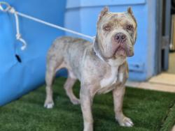 Shelter Stray Male Dog last seen , 216 W Victoria St, Gardena, CA 90248, USA
