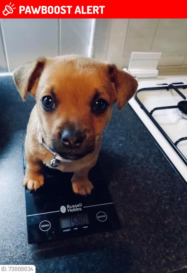 Lost Male Dog last seen Newport , Newport, Wales NP20 5DS