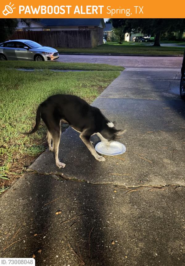 Found/Stray Female Dog last seen Tree hse ln, Spring, TX 77373