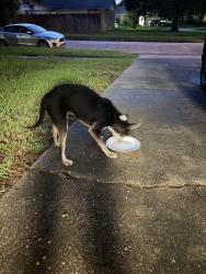 Found/Stray Female Dog last seen Tree hse ln, Spring, TX 77373