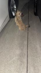 Found/Stray Unknown Dog last seen Hardister Park, Sacramento, CA 95828