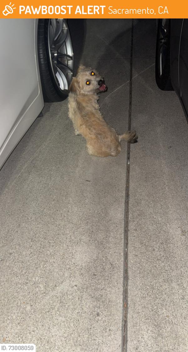 Found/Stray Unknown Dog last seen Hardister Park, Sacramento, CA 95828