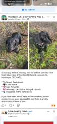 Lost Female Dog last seen Near, Muskogee, OK 74403