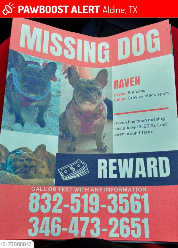 Lost Female Dog last seen Aldine mail rt  , Gulfbank rd , Hardy rd , Aldine, TX 77037