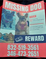 Lost Female Dog last seen Aldine mail rt  , Gulfbank rd , Hardy rd , Aldine, TX 77037