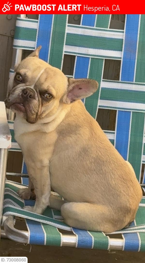 Lost Male Dog last seen 7th & Cajon, Hesperia, CA 92345