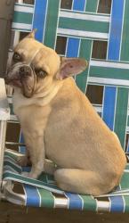 Lost Male Dog last seen 7th & Cajon, Hesperia, CA 92345