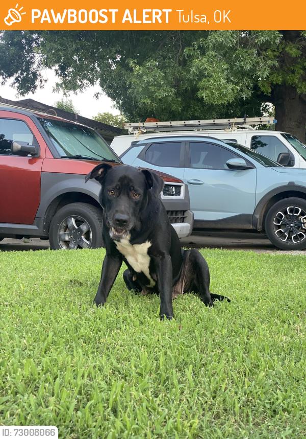Found/Stray Female Dog last seen 7th and Toledo, Tulsa, OK 74112
