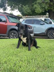 Found/Stray Female Dog last seen 7th and Toledo, Tulsa, OK 74112