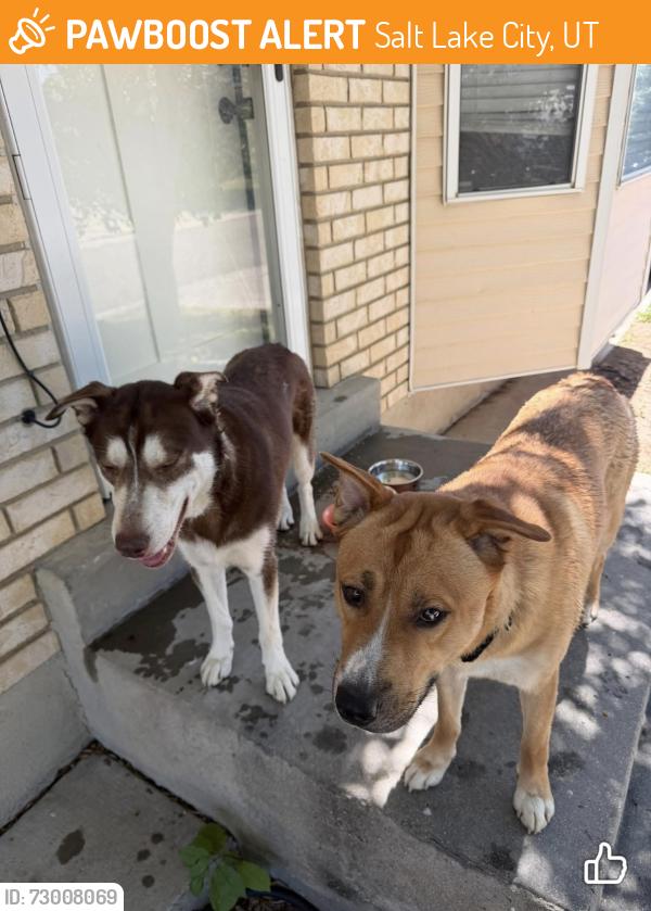 Found/Stray Male Dog last seen In the Foxshadow Neighborhood , Salt Lake City, UT 84120