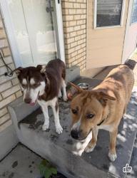 Found/Stray Male Dog last seen In the Foxshadow Neighborhood , Salt Lake City, UT 84120