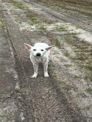 Shelter Stray Female Dog last seen PEARLAND PKWY, 8311 Freedom Dr, Pearland, TX 77581, USA