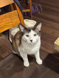 Reunited Male Cat last seen Pebble cove apmts q units , Renton, WA 98058