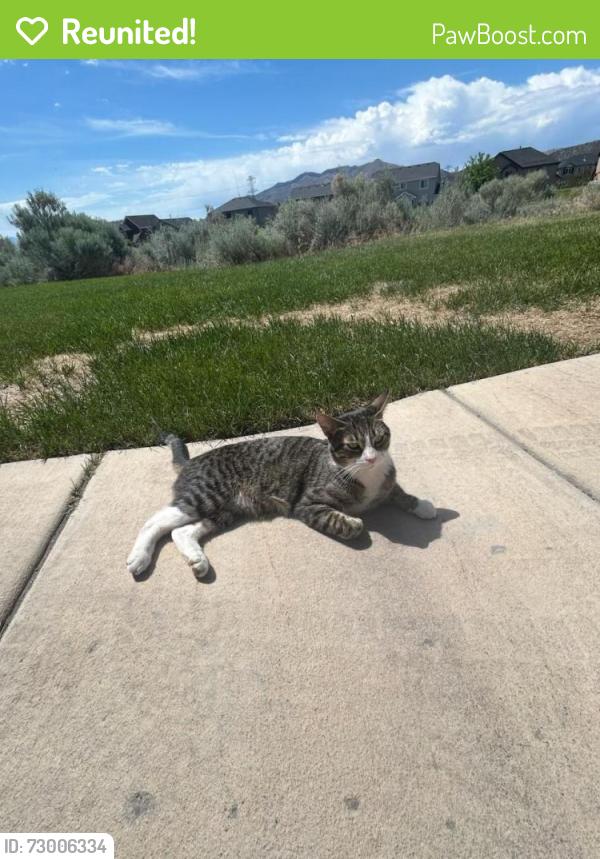 Reunited Female Cat last seen Ravine near Cunninghill drive and the golf course , Eagle Mountain, UT 84005