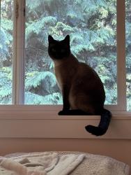 Reunited Female Cat last seen Union and MLK, Seattle, WA 98122