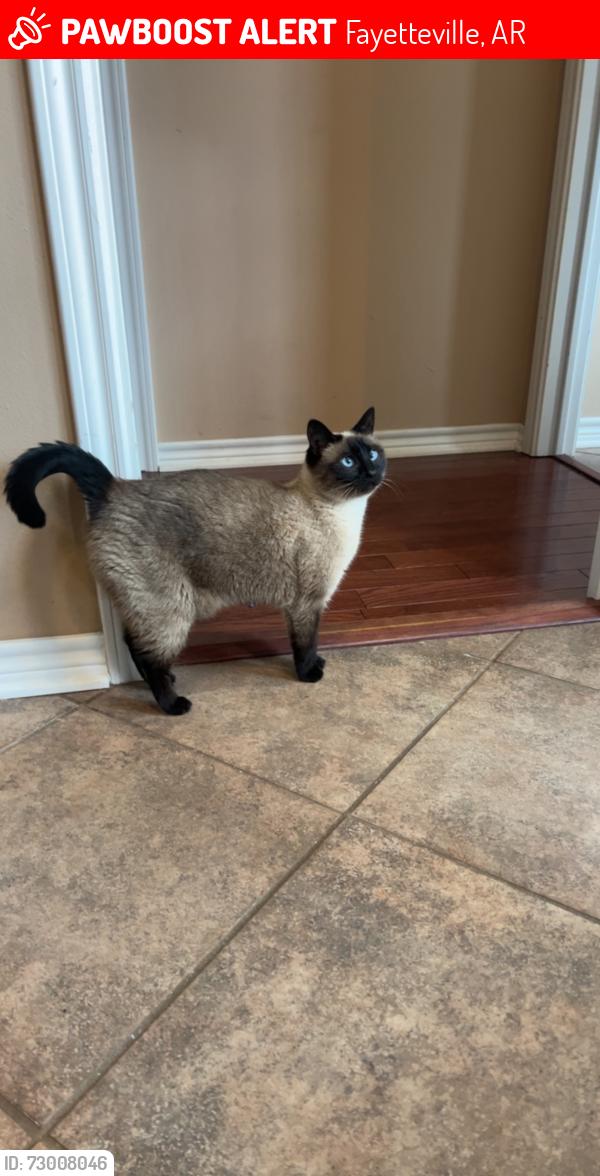 Lost Female Cat last seen Baum Walker Stadium, Fayetteville, AR 72701