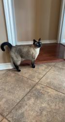 Lost Female Cat last seen Baum Walker Stadium, Fayetteville, AR 72701