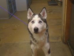 Shelter Stray Female Dog last seen BRADSHAW WAY/COUNTRYROADS DR, 95827, 3839 Bradshaw Rd, Sacramento, CA 95827, USA