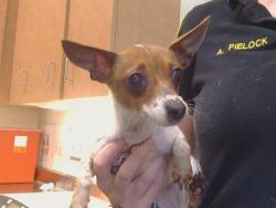 Shelter Stray Female Dog last seen BRADSHAW WAY/COUNTRYROADS DR,95827, 3839 Bradshaw Rd, Sacramento, CA 95827, USA
