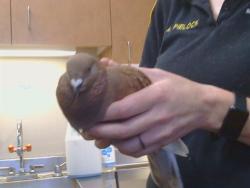 Shelter Stray Unknown Bird last seen WALERGA RD/ELVERTA, 95843, 3839 Bradshaw Rd, Sacramento, CA 95827, USA
