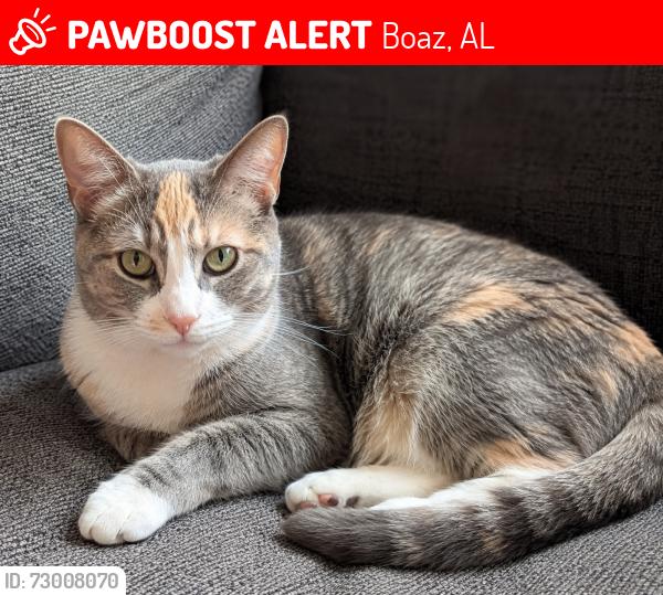 Lost Female Cat last seen The hse by the bridge at Slab Creek in Boaz, Boaz, AL 35957