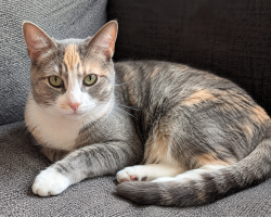 Lost Female Cat last seen The hse by the bridge at Slab Creek in Boaz, Boaz, AL 35957
