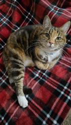 Lost Female Cat last seen Pandora CT. Orangevale, Orangevale, CA 95662