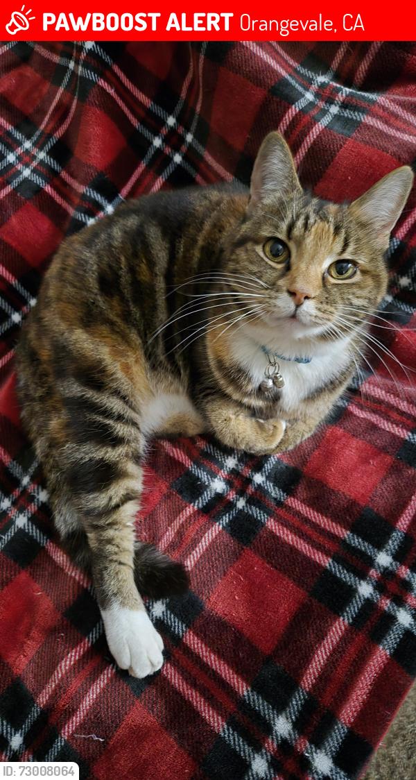 Lost Female Cat last seen Pandora CT. Orangevale, Orangevale, CA 95662