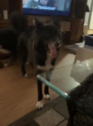 Reunited Male Dog last seen 108th , Lakewood, WA 98499
