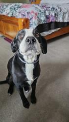 Lost Female Dog last seen Banksville park, Pittsburgh, PA 15220