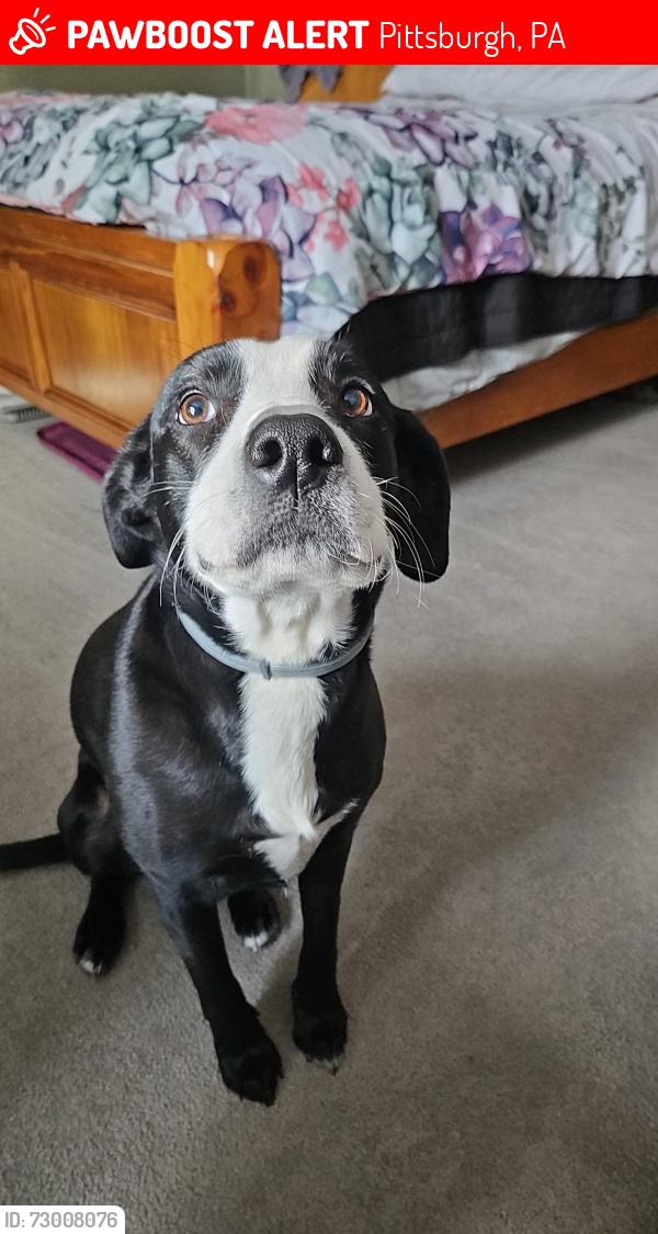 Lost Female Dog last seen Banksville park, Pittsburgh, PA 15220