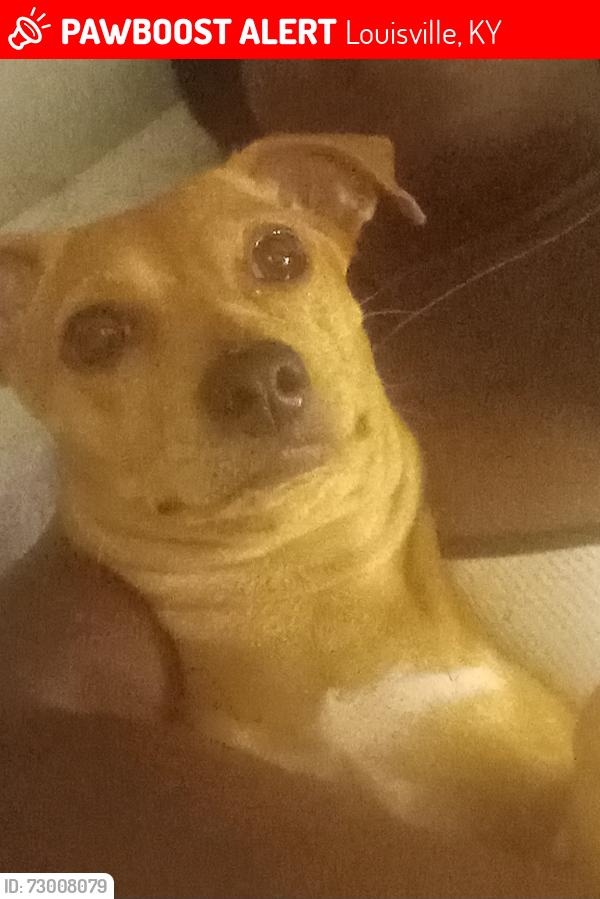 Lost Female Dog last seen Iroquois Library , Louisville, KY 40215