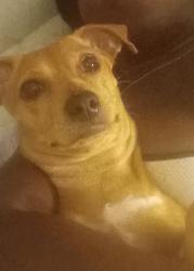 Lost Female Dog last seen Iroquois Library , Louisville, KY 40215