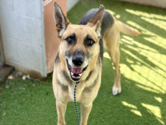 Shelter Stray Male Dog last seen , 11361 W Pico Blvd, Los Angeles, CA 90064, USA