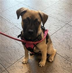 Shelter Stray Male Dog last seen , 11361 W Pico Blvd, Los Angeles, CA 90064, USA