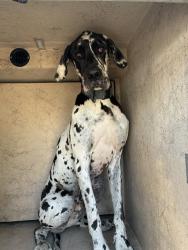 Shelter Stray Male Dog last seen Near BLOCK NW 39TH ST, OKLAHOMA CITY OK 73112, 2811 SE 29th St, Oklahoma City, OK 73129, USA