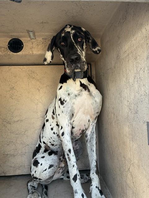 Shelter Stray Male Dog last seen NW 36TH ST / N MAY AVE, 2811 SE 29th St, Oklahoma City, OK 73129, USA