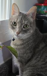 Lost Female Cat last seen Caroldean and Revere St , Haltom City, TX 76117