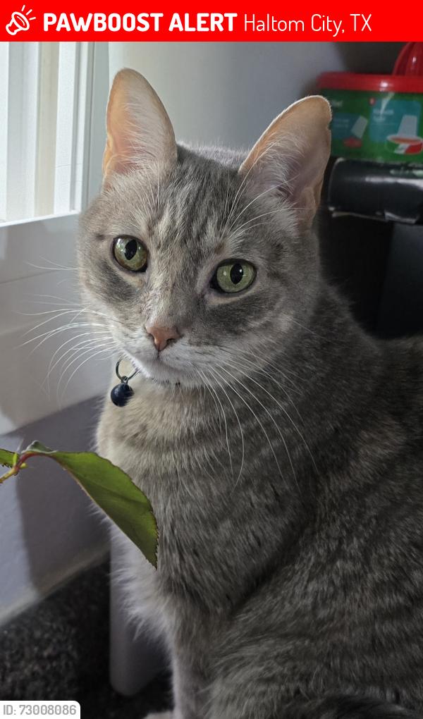 Lost Female Cat last seen Caroldean and Revere St , Haltom City, TX 76117