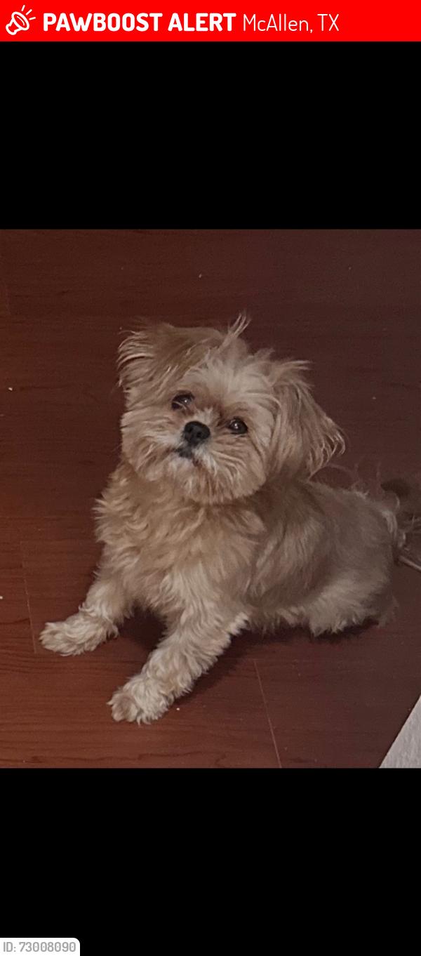 Lost Female Dog last seen Near upas ave mcallen, tx , McAllen, TX 78501